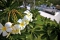 Court Yard, Tree Flowers